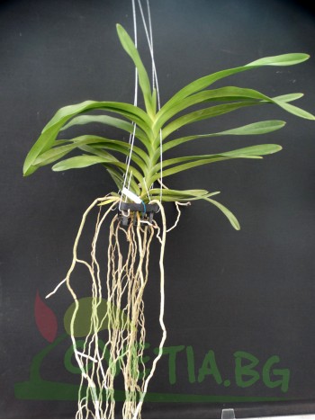 Ванда (Vanda Somsri Sunlight)